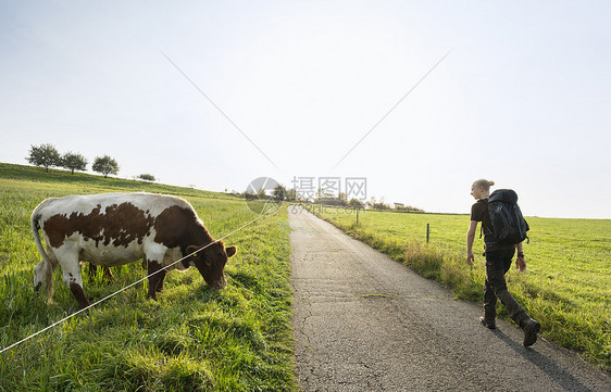 德国里因兰法尔兹吃草的牛和路上的徒步旅行者图片