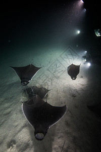 夜间食用浮游生物的摩布拉射线图片