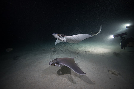 夜间食用浮游生物的摩布拉射线图片