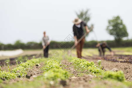 农民采伐蔬菜花园图片