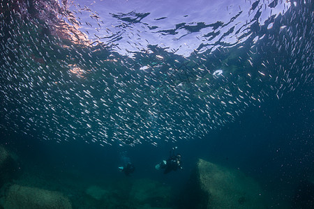 海中潜水员和鱼群图片