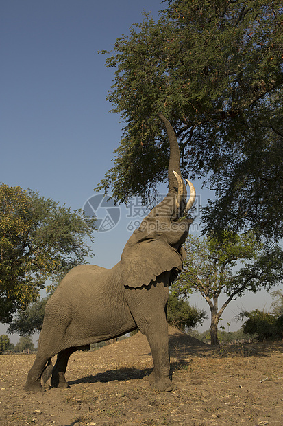非洲大象在树下啃食树枝图片