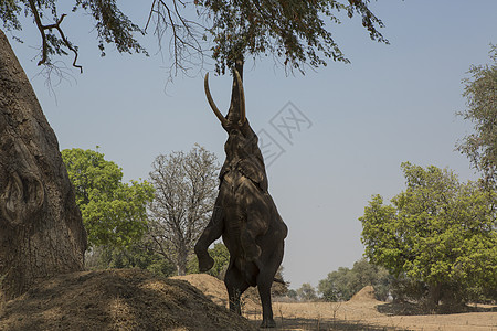 非洲大象啃食树枝图片