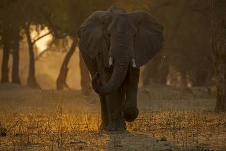 夕阳下的蛋非洲大象图片