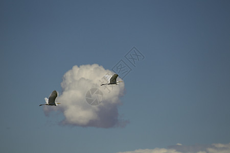 蒙古科布多两只大白鹭在蓝天白云中飞翔图片
