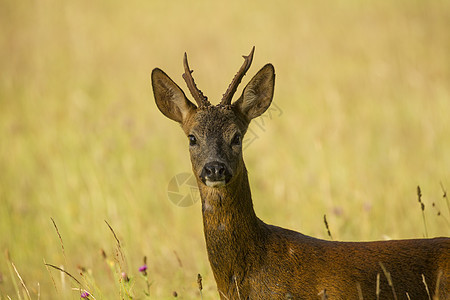 农村环境中的RoeDeerCapreoluscapreeoluscapreolololus肖像图片