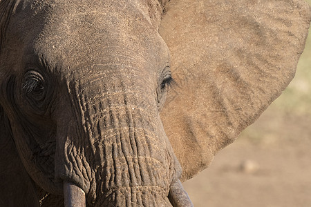 非洲大象Loxodontaafricana的肖像肯尼亚Tsavo非洲图片