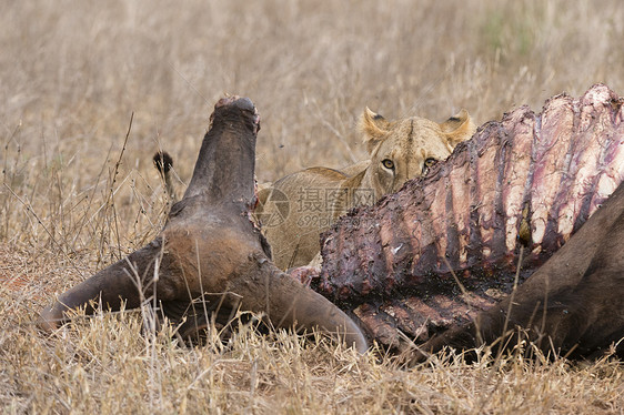 狮子PantheraLeo水牛喂养Tsavo肯尼亚非洲图片