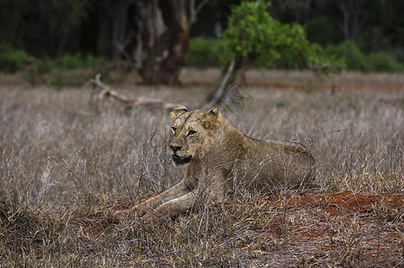 狮子PantheraLeoTsavo肯尼亚非洲图片