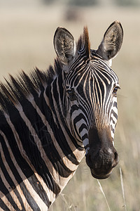 共同斑马Equiusquaggga肖像肯尼亚非洲Tsavo图片