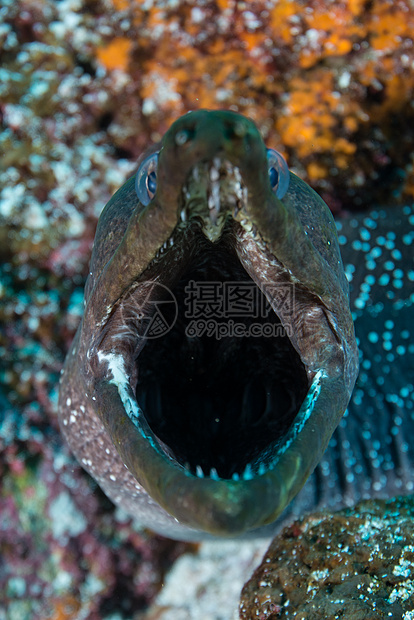 MorayEel近距离靠的MorayEel嘴张SeymourGalapagos厄瓜多尔南美洲图片