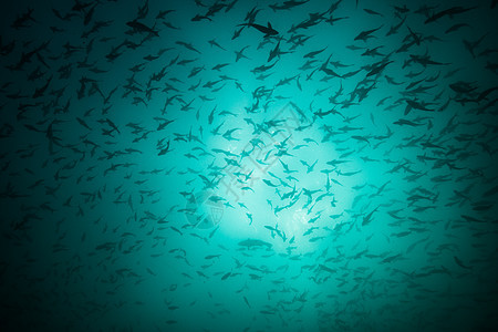 鱼类被用作饵Seymour加拉帕戈斯厄瓜多尔南美洲图片