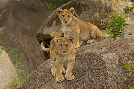 两只狮子幼崽PantheraLeo站在岩石上Serengeti公园坦桑尼亚罗班达非洲图片