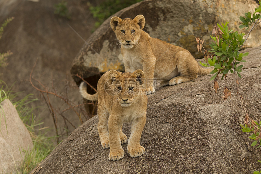 两只狮子幼崽PantheraLeo站在岩石上Serengeti公园坦桑尼亚罗班达非洲图片