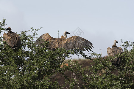 肯尼亚树顶的非洲白背秃鹫图片