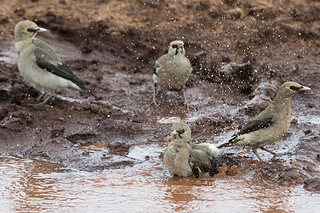 肯尼亚水坑里的垂穗椋鸟图片
