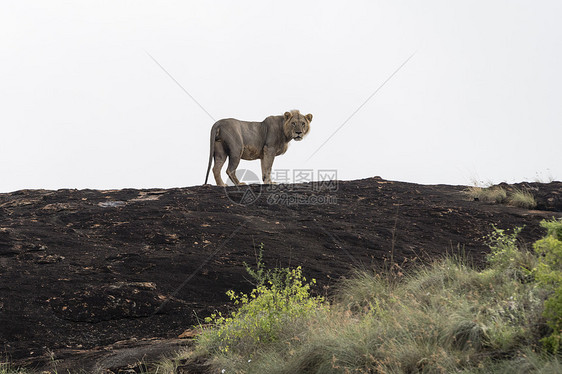 肯尼亚察沃卢阿伦伊保护区内一头短鬃毛雄狮图片