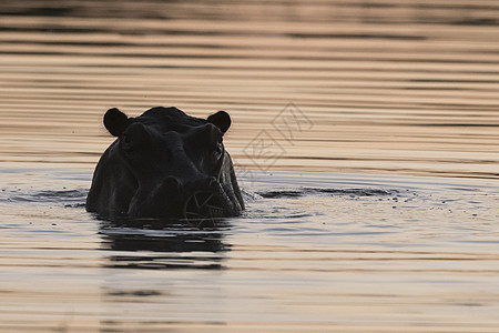 黄昏时分从河中出现的河马两栖河马博茨瓦纳奥卡万戈三角洲图片
