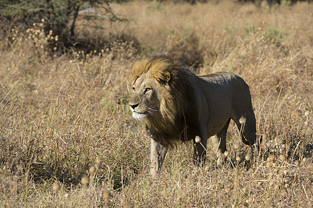 狮子在博茨瓦纳乔贝公园萨武提的草原上行走图片
