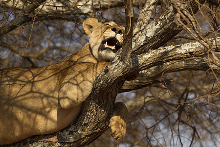 狮子Pantheraleo坦桑尼亚Tarangire公园图片