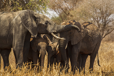 大象非洲洛克索达坦桑尼亚塔兰吉雷公园图片