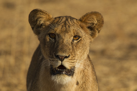 坦桑尼亚Tarangire公园PantheraLeo狮子图片