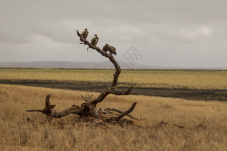 秃鹫三角头秃鹫塔兰吉尔公园坦桑尼亚图片