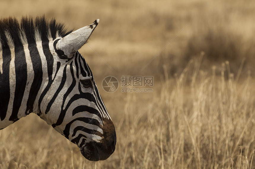 ZebraEquusBurchelli坦桑尼亚塞伦盖蒂公园图片