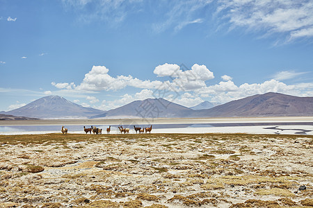 骆驼群萨拉德奇瓜纳波托西玻利维亚南美洲图片