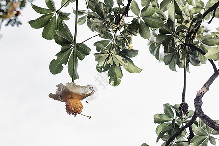 非洲佛得角福戈树上的花图片