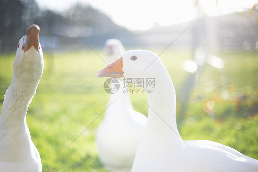 草地上的鹅图片