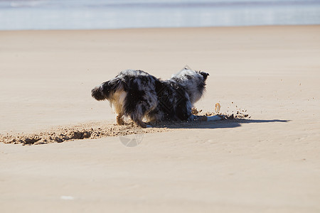 在沙滩上玩耍的狗图片