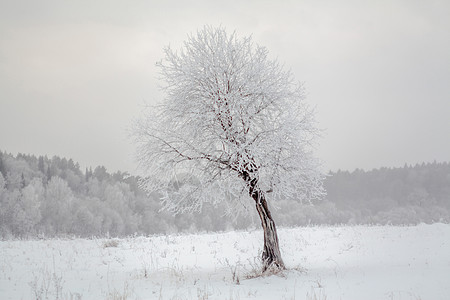 大雪里的树图片
