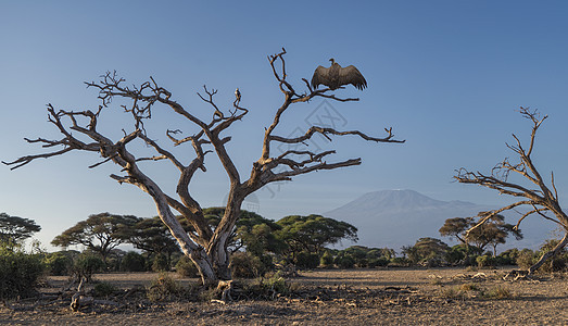 一棵树上的秃鹫图片