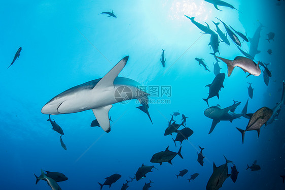 海中游泳的鲨鱼图片