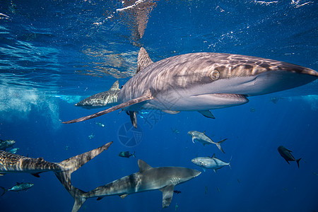 海中游泳的鲨鱼图片