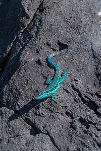 下加利福尼亚州索科罗克拉里昂岛内地蓝蜥蜴图片