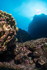 墨西哥下加利福尼亚州索科罗海床岩石上的龙虾图片