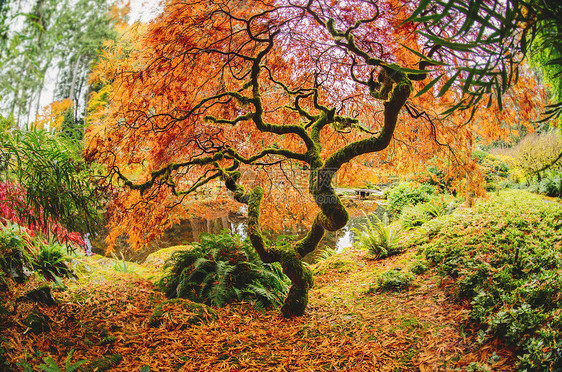 美国华盛顿班布里奇森林中的秋树图片