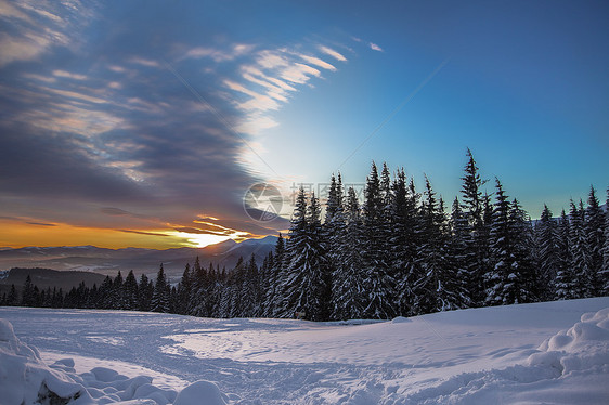 日落时被雪覆盖地貌的森林图片