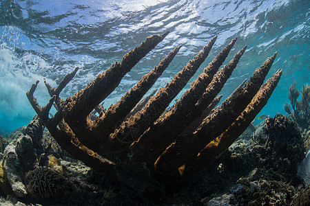 墨西哥金塔纳罗奥地表附近燕角珊瑚的水下射图片
