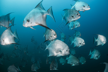 墨西哥昆塔纳鲁奥大西洋黑鱼群的水下拍摄图片