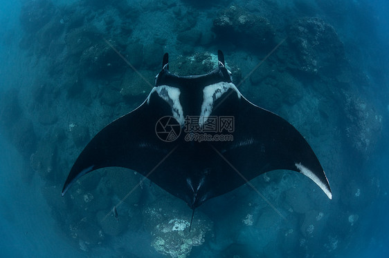 巨型海洋蝠鲼俯视图墨西哥塔毛利帕斯雷维拉吉加多图片