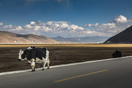云南香格里拉县山川牛在路上行走图片