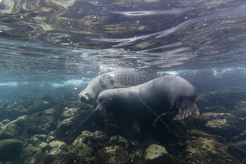 加拉帕戈斯海狮Zalophophuscalifornianuswollelebaeki水下厄瓜多尔加拉帕戈斯群岛SantaFeI图片