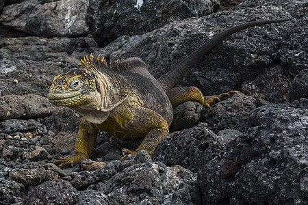 厄瓜多尔加拉帕戈斯群岛南广场岩石上的Iguana土地Conolophus亚克里地位图片