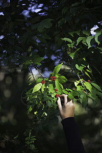 年轻女孩从树上摘冬莓的手图片