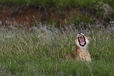 肯尼亚沿海张着血盆大脸的狮子图片