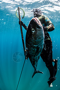 潜水捕获大鱼的人图片