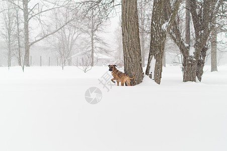 加拿大巴斯雪中的狗图片
